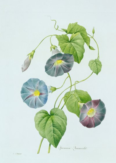 Morning Glory by Pierre Joseph Redouté